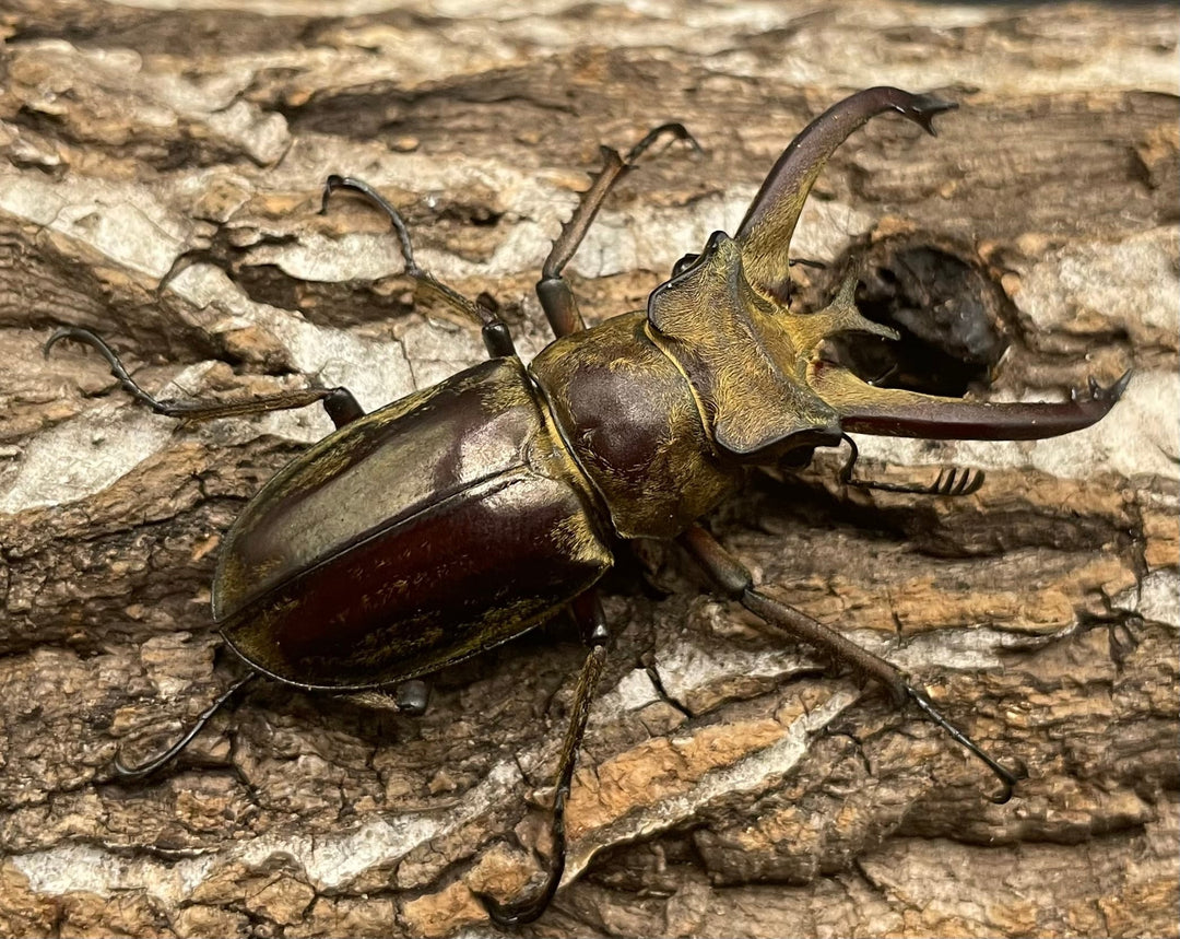 【WD】《ビクトリウスミヤマクワガタ 56mm ペア》