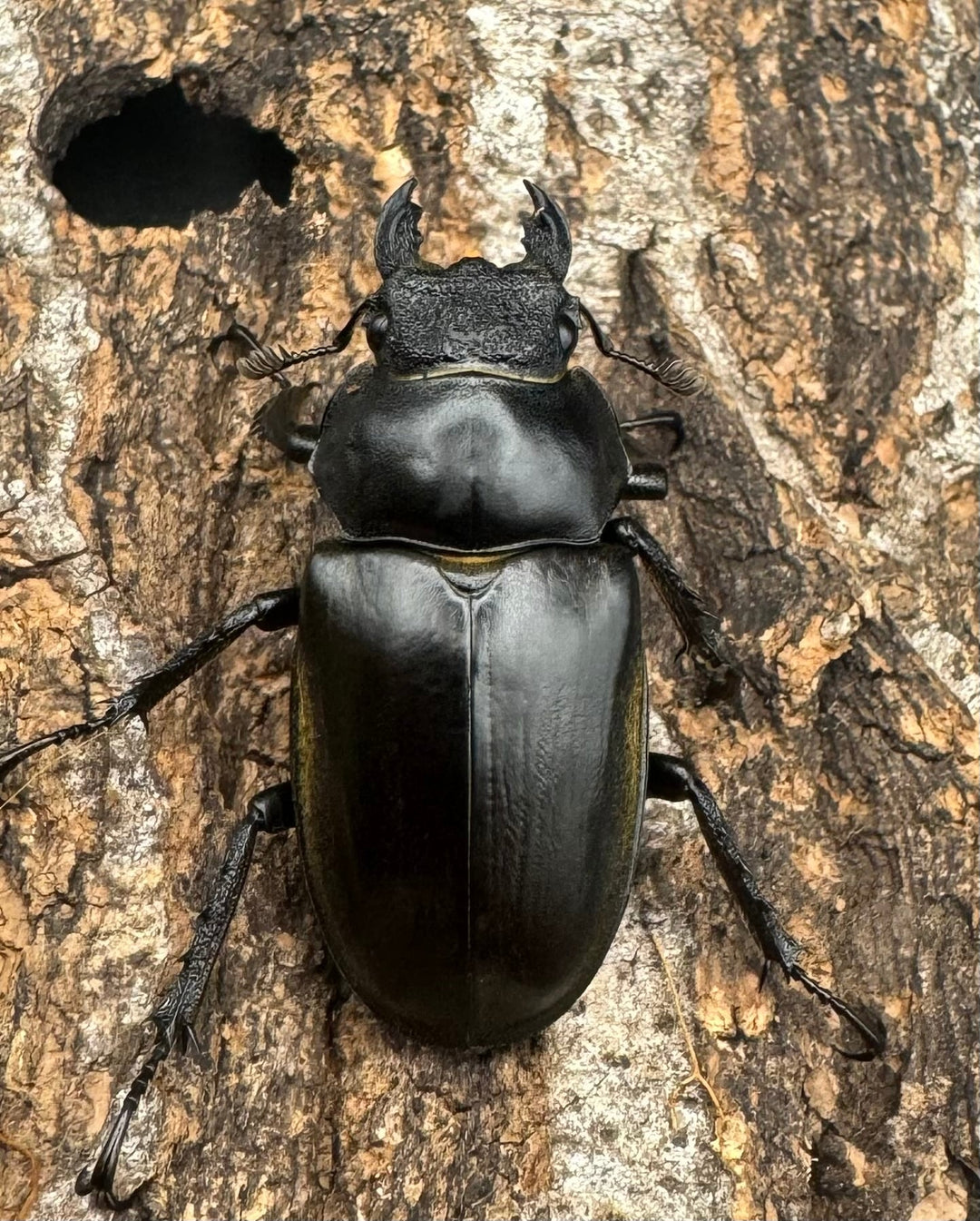 【WD】《セリケウスミヤマ原名亜種 68mm ペア》