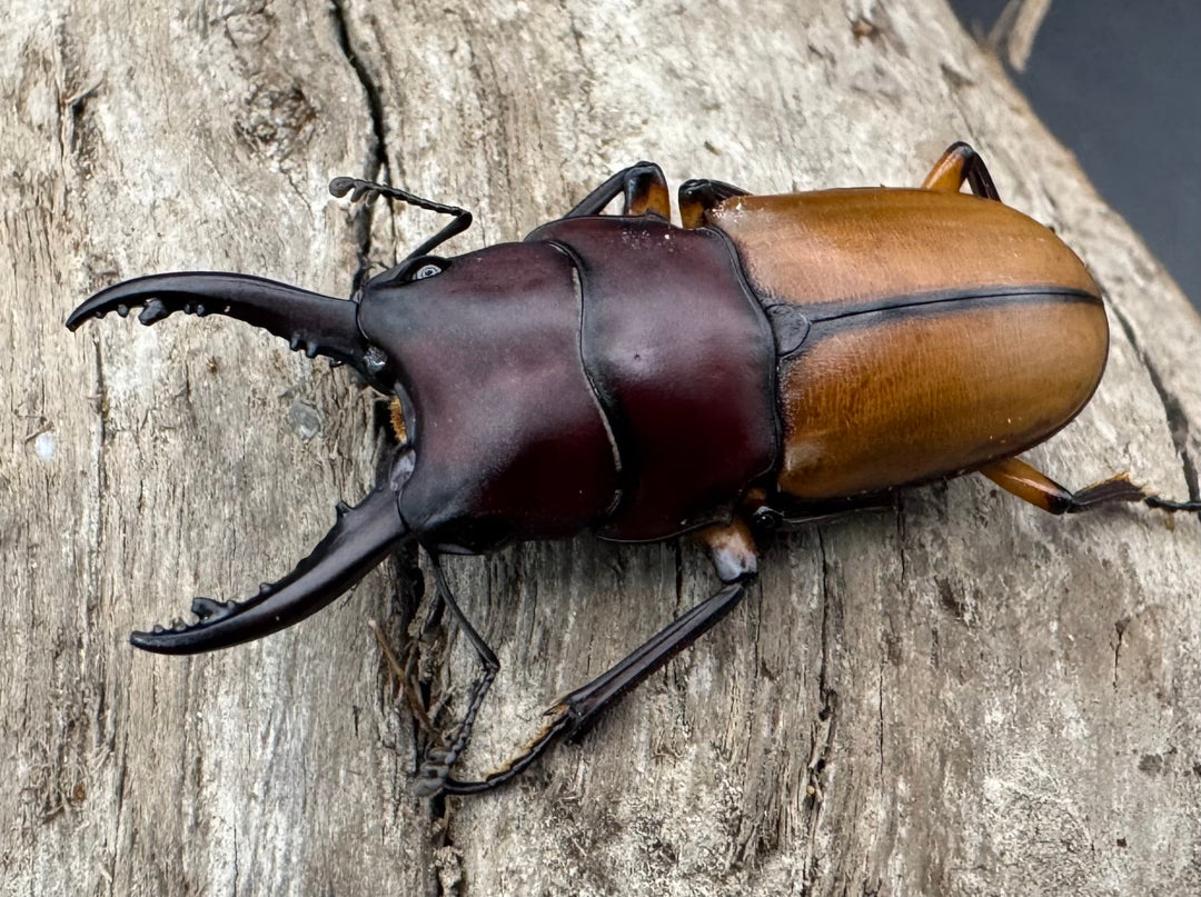 【WD】《ブルイジンノコギリ ペレン島産 35.5mm ペア》