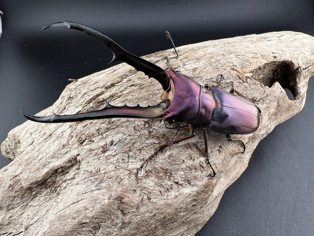 【美麗】《メタリフェルホソアカクワガタ 83mm ペア》セルヴォラン氏ブリード個体