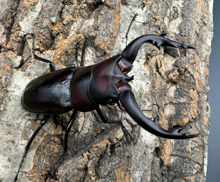 【WF1】《アマミノコギリクワガタ 赤タイプ 63mm ペア》