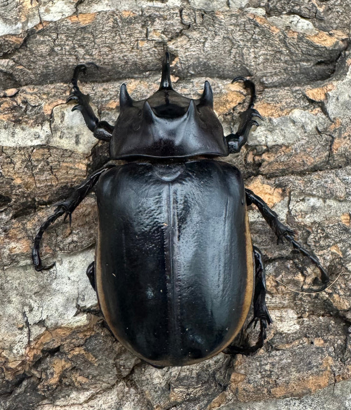 《ハードウィッケイゴホンツノカブト 62mm ペア》