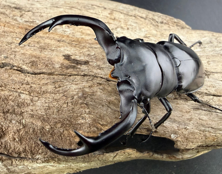 《ウエストウッディ亜種カズミアエ 74mm ペア》