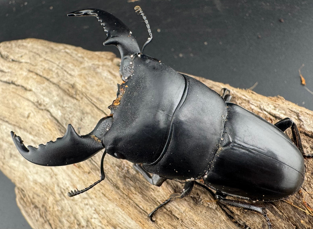 【WD】《スマトラオオヒラタ アチェ産 72mm ペア》