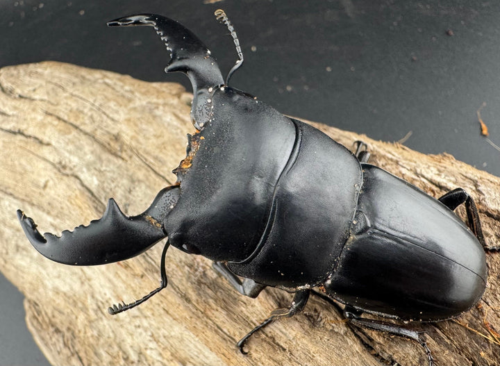 【WD】《スマトラオオヒラタ アチェ産 72mm ペア》