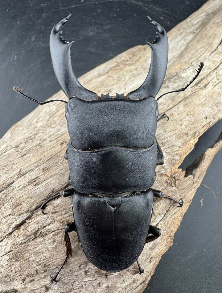 【WD】《西ペレンヒラタ（スラウェシオオヒラタ） 94mm ペア》