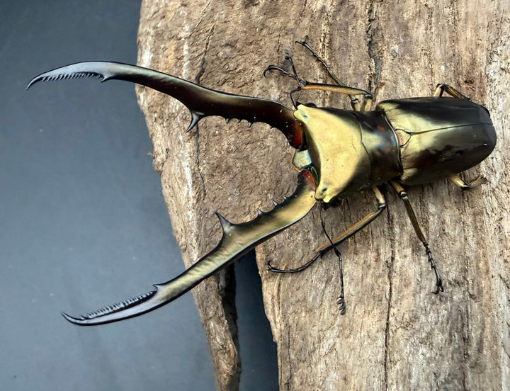 《メタリフェルホソアカ亜種サンギレンシス 73.5mm ペア》