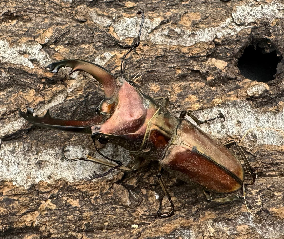 【WD】《ズベールホソアカ ミンダナオ産 52mm ペア》