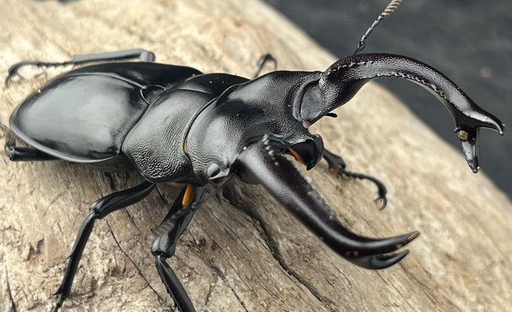 【WD】《ブケットフタマタクワガタ 77mm ペア》