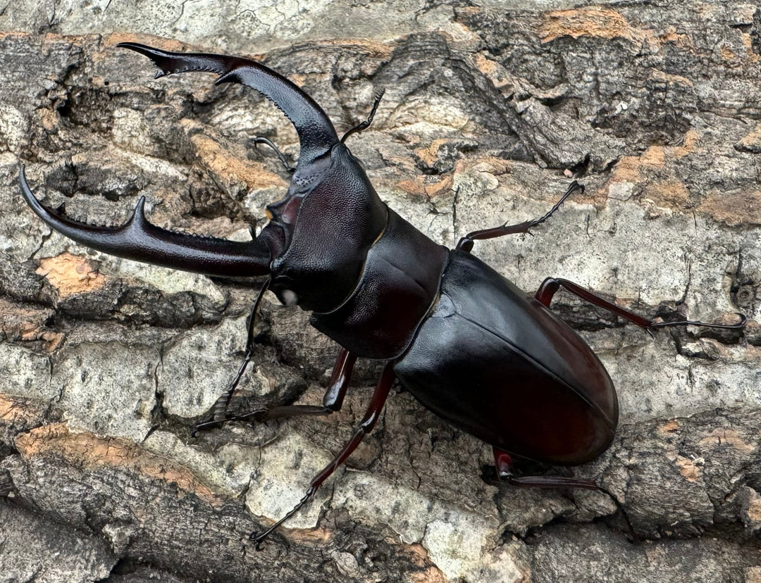 《マンディブラリスフタマタ原名亜種 サバ産 ホワイトアイ 79mm ペア》