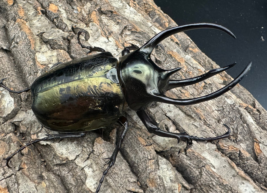 【WD】《ミンダナオアトラスオオカブト 96.5mm ペア》