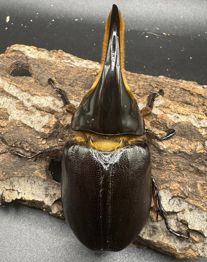 《サタンオオカブト 96mm ペア》