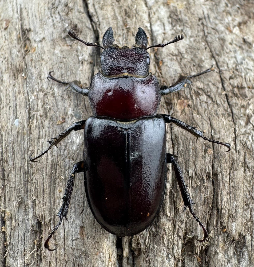 【WD】2021年新種《モーミヤマクワガタ 28mm ペア》