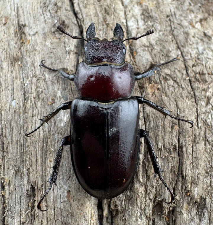 【WD】2021年新種《モーミヤマクワガタ 28mm ペア》