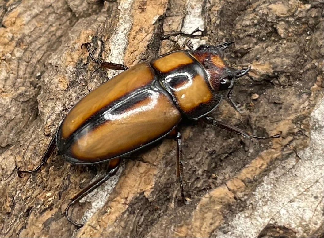 【WD】《スツラリスノコギリクワガタ 40mm ♂♀♀トリオ》