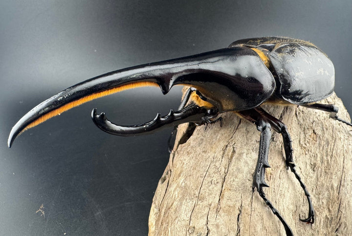 《ヘラクレス・ヘラクレス 141mm ペア》