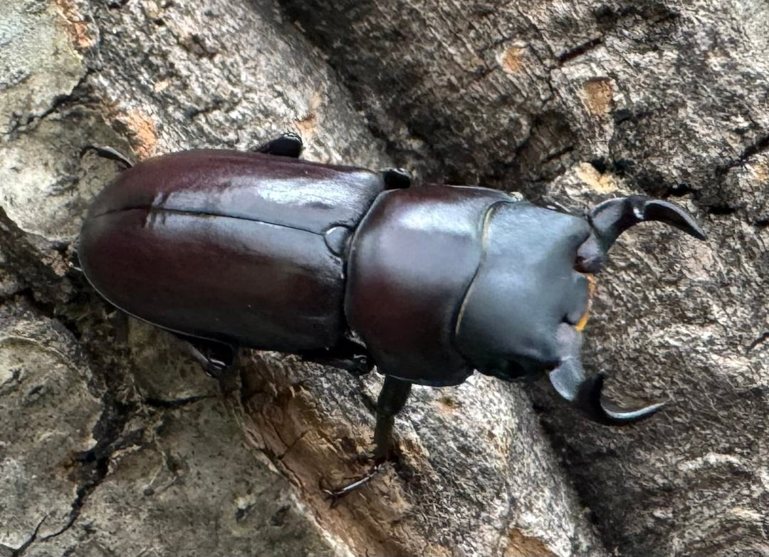 【WD】《ラティオキナティブスコクワ ssp. チベット産 28mm ♂♀♀トリオ》