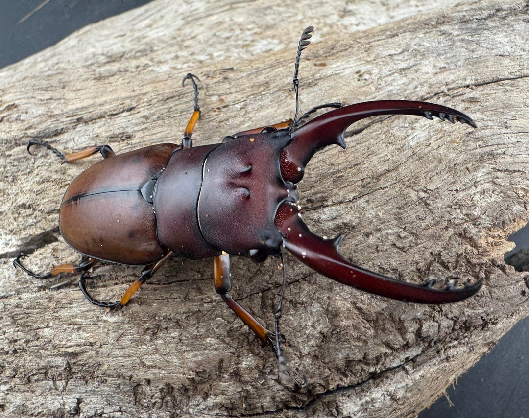 【WD】《アスタコイデスノコギリ ベンクール産 56mm ペア》