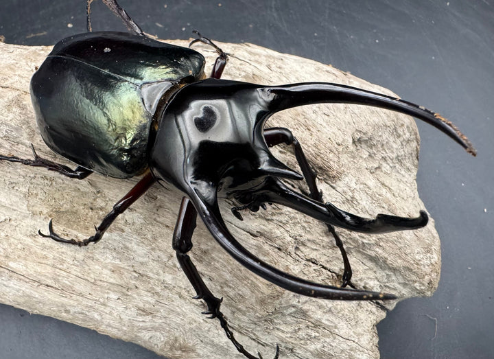 【WD】《ジャワコーカサスオオカブト 97.5mm ペア》