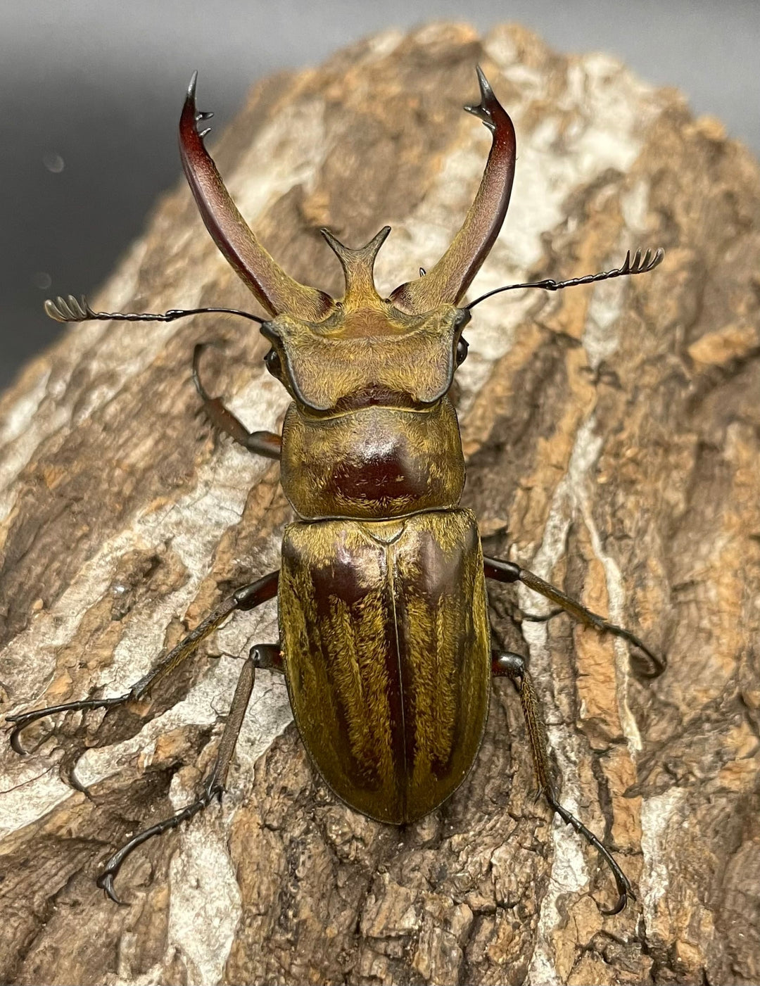 【WD】《ビクトリウスミヤマクワガタ 60mm ペア》