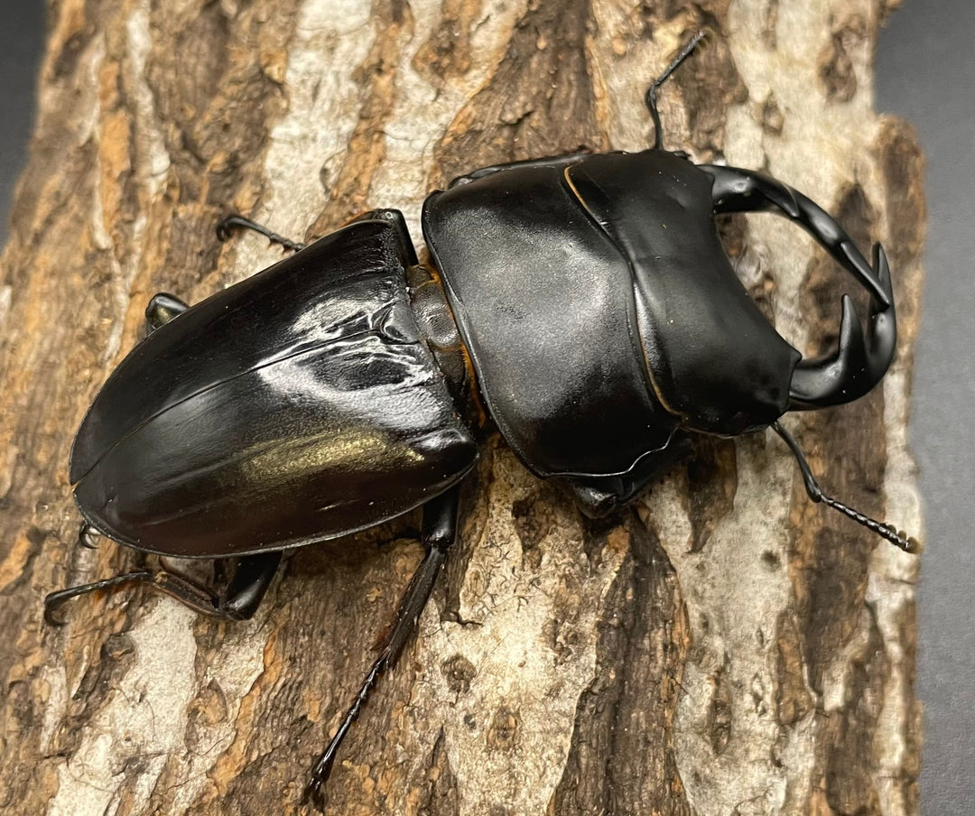 《インドグランディス亜種moriyai Garda95.0血統 79mm ペア》