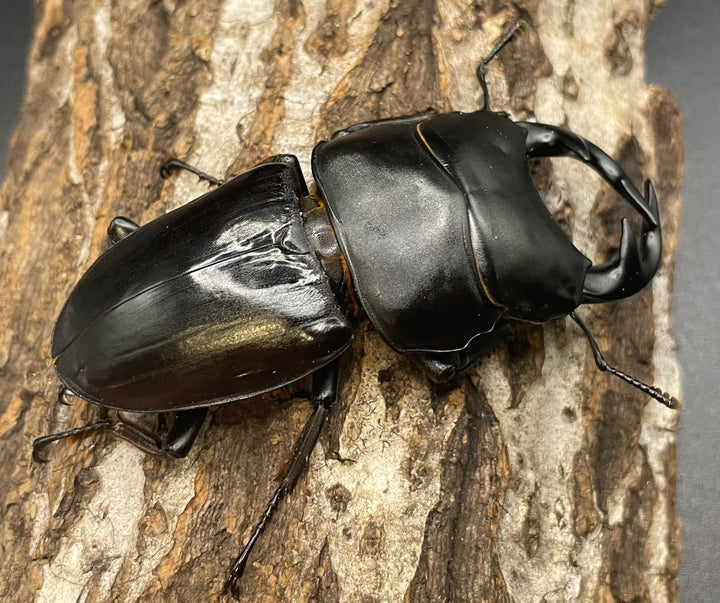 《インドグランディス亜種moriyai Garda95.0血統 79mm ペア》