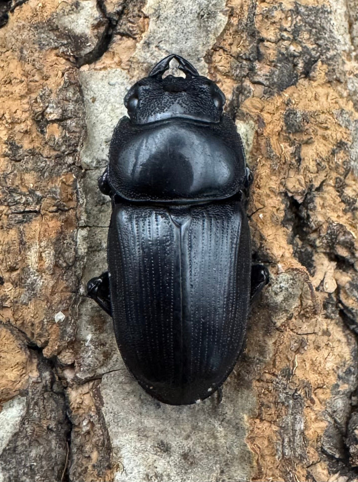 【WD】《ホペイオオクワ 安徽省産 58mm ♂♀♀トリオ》