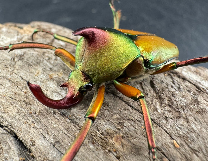 数量限定【WD】《ロドリゲスヒメカブトハナムグリ ♂単》