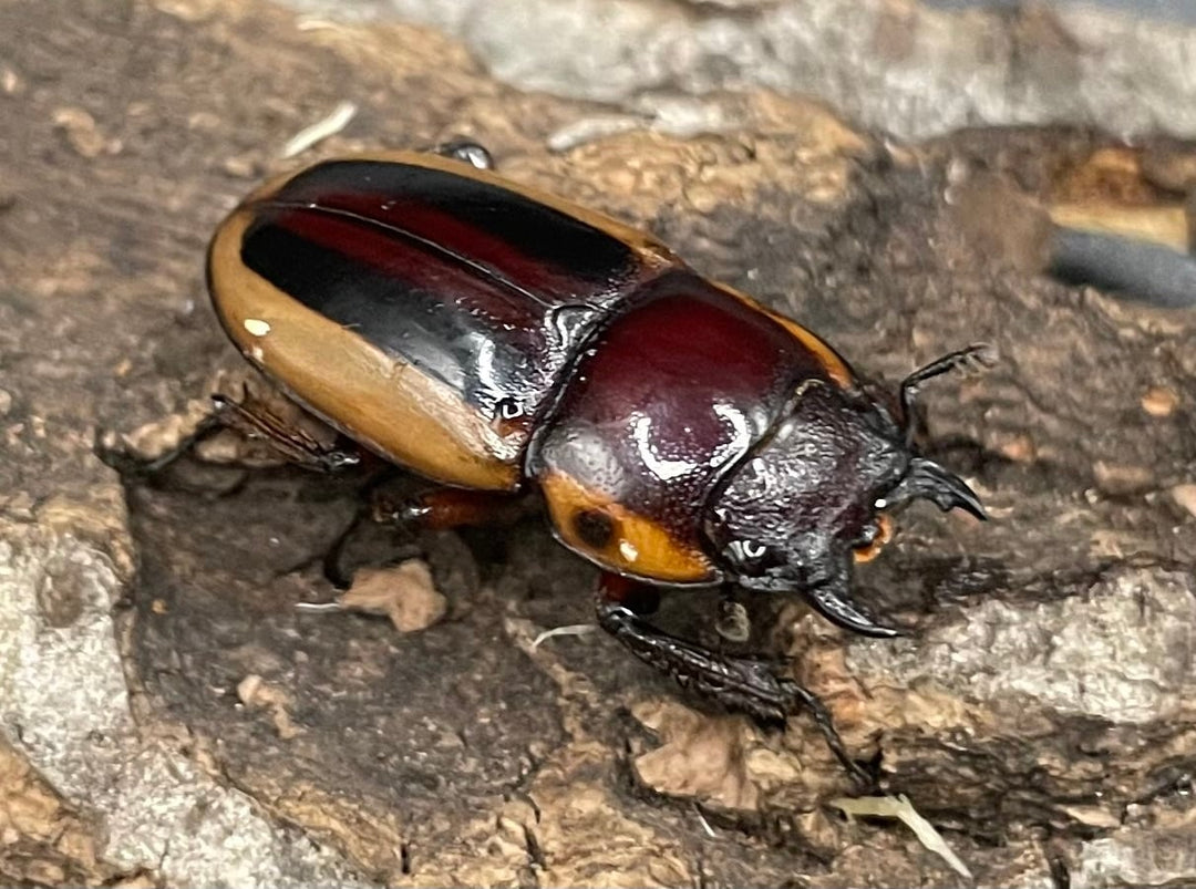 【WD】超特大《ラテラリスノコギリ亜種マイリーン 57mm ペア》