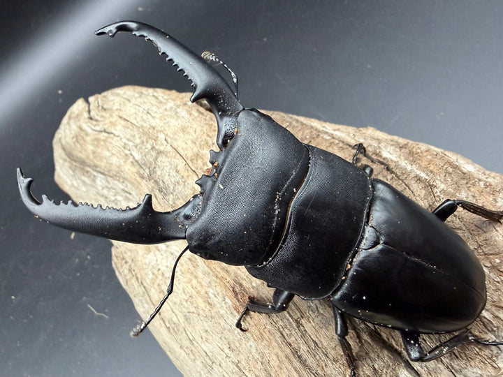 【WD】《パラワンオオヒラタ マンタリンガハン産 96.5mm ペア》