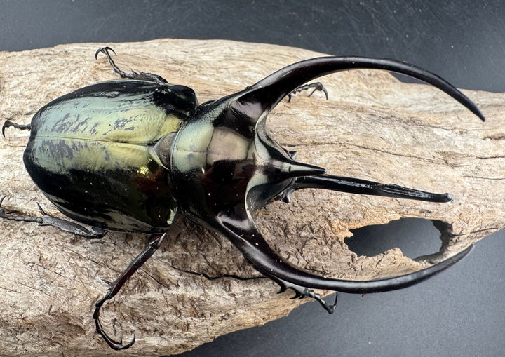 【WD】《ミンダナオアトラスオオカブト マラグサン産 97mm ペア》