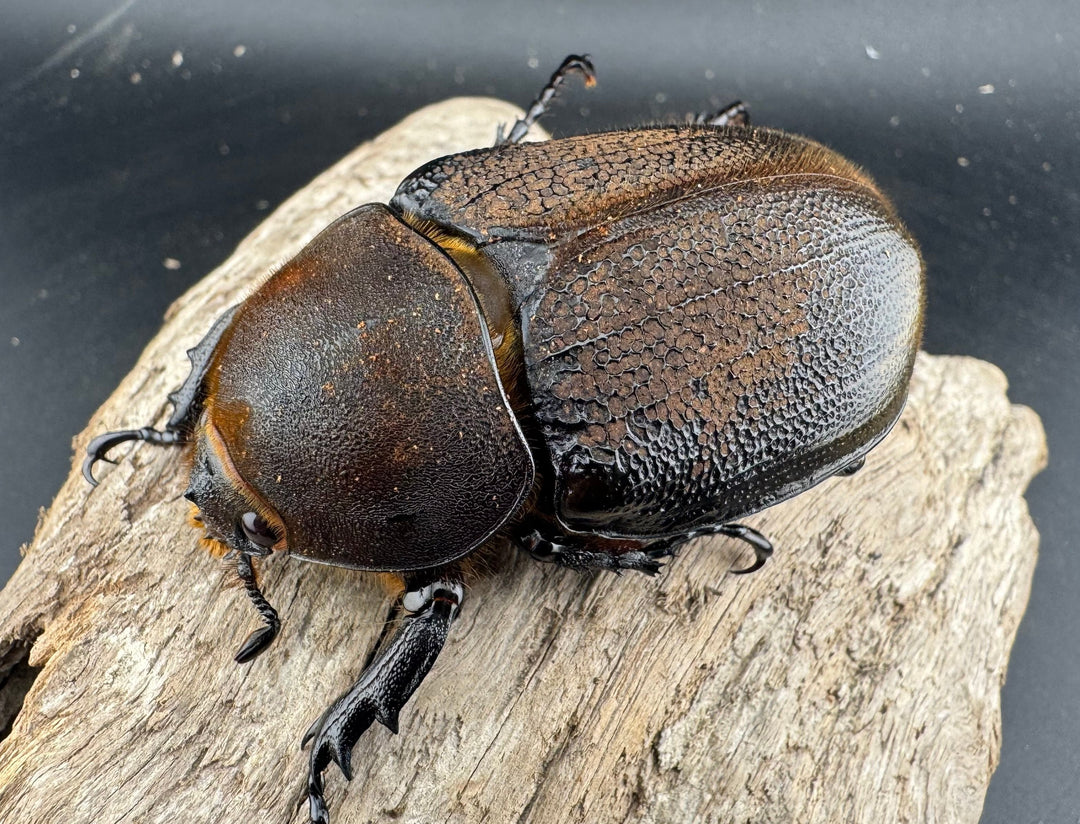 《 ヘラクレス・モリシマイ 煌血統/煌血統アウトライン 100mm ペア》inohiro109氏ブリード個体