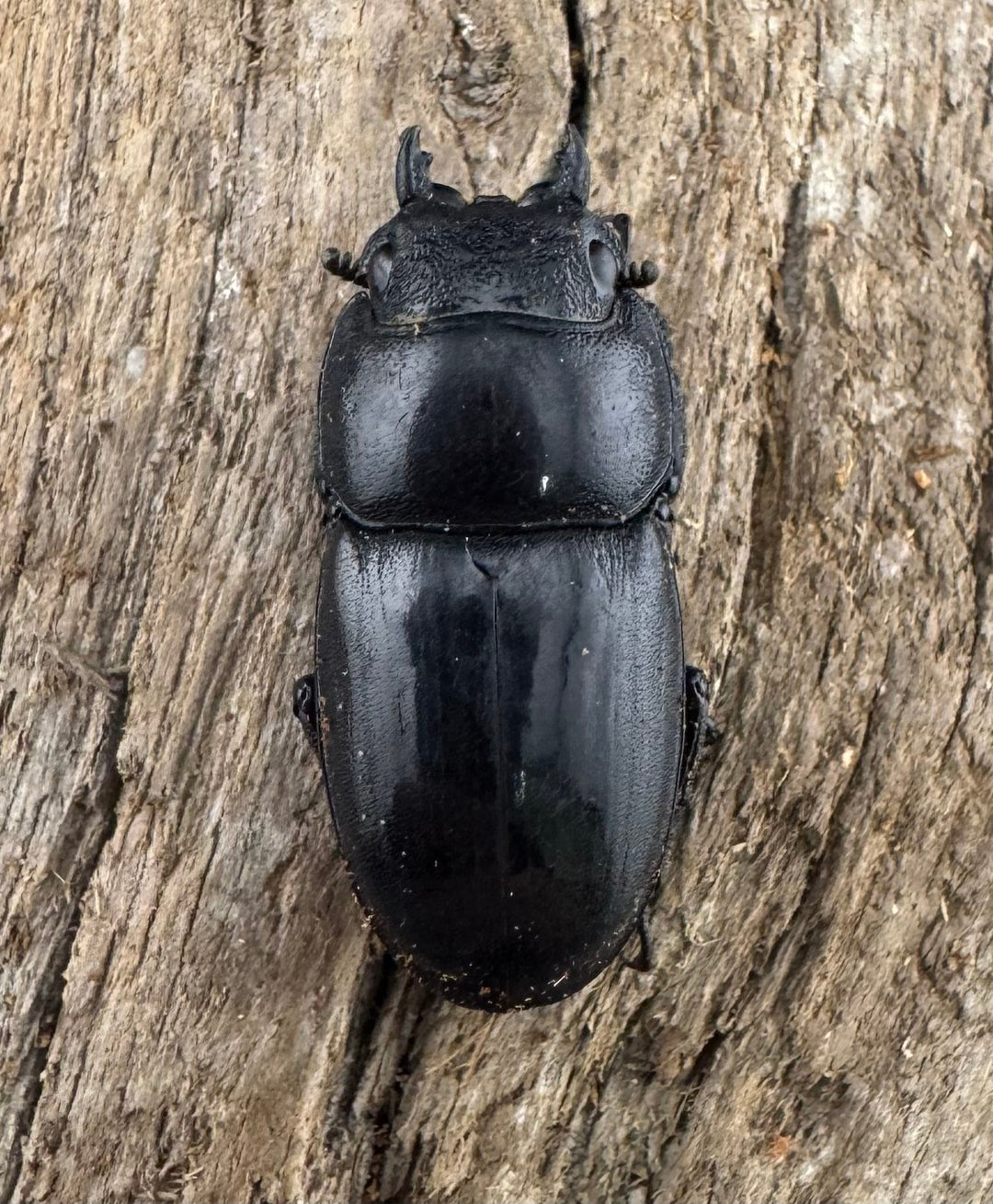 【WD】《タウルスヒラタ ボアク島産 55.5mm ペア》