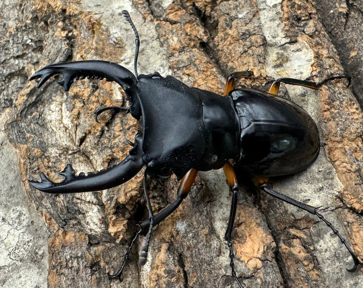 【WD】新産地《インペリアリスツヤ亜種komorii ロハス産 62.5mm ペア》