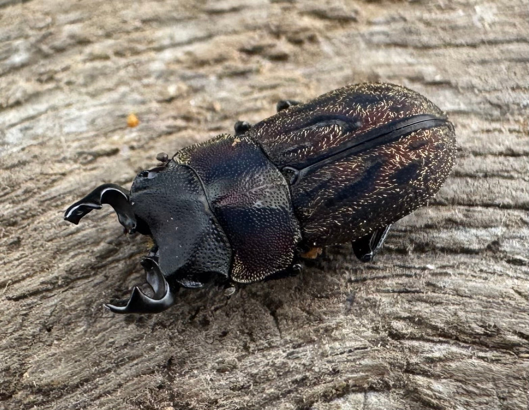 《ペルークワガタ Free ペア》