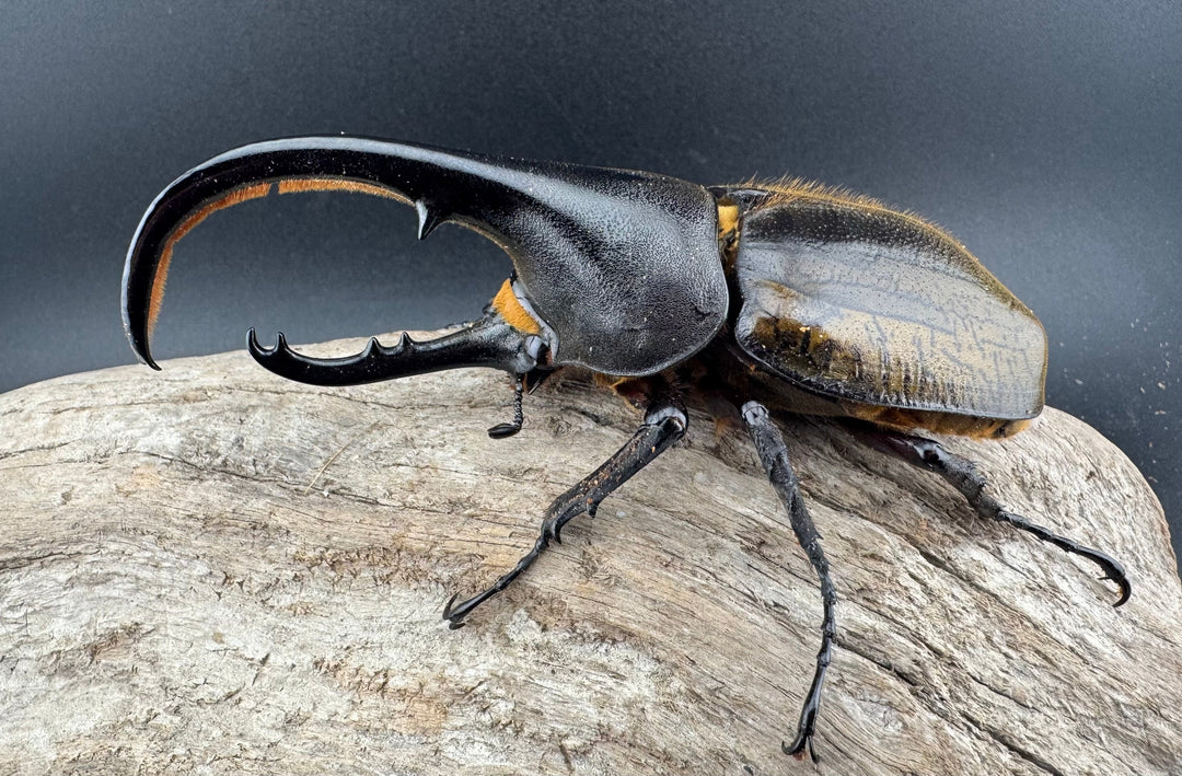 【WF11】《ヘラクレス・ブリュゼニ 117mm ♂♀♀トリオ（現トリニダーデンシス）》inohiro109氏ブリード個体