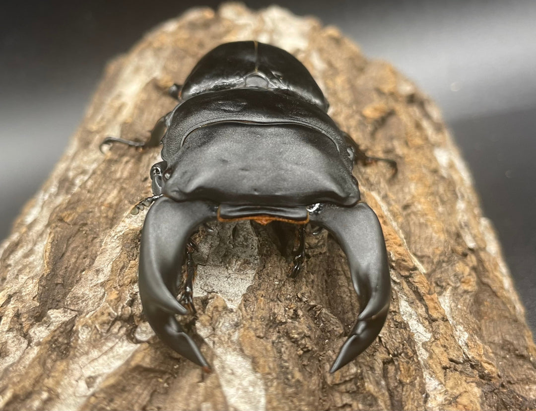 《ホペイオオクワガタ OMG血統 74mm ペア》