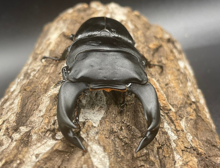 《ホペイオオクワガタ OMG血統 74mm ペア》