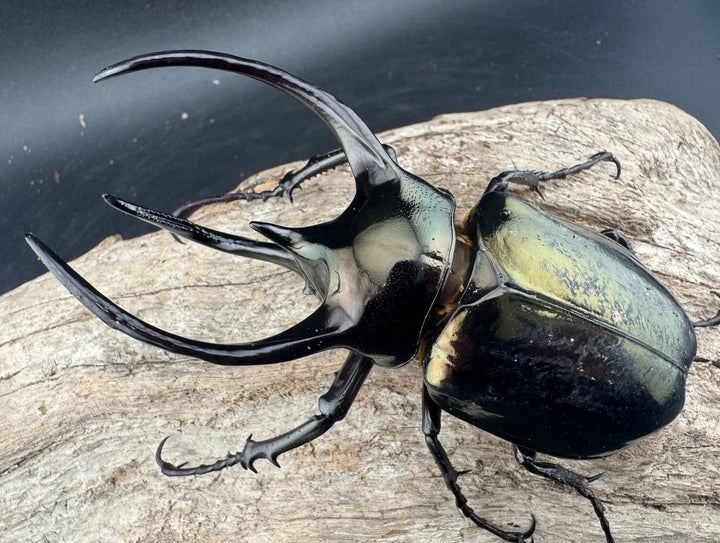 【WD】《ミンダナオアトラスオオカブト マラグサン産 99mm ペア》