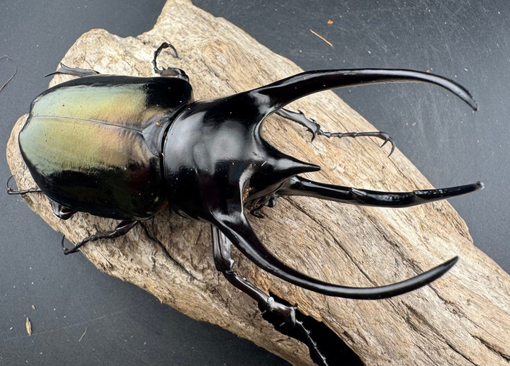 【WD】《ジャワコーカサスオオカブト 114mm A’品ペア》