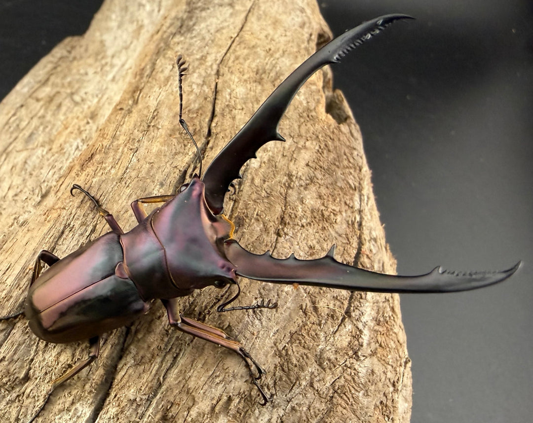 《メタリフェルホソアカ亜種finae 65mm ペア》