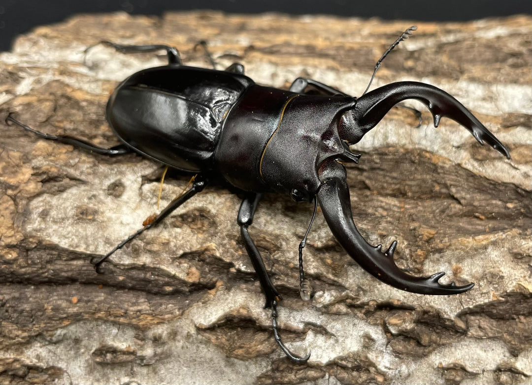 【WD】《アマミノコギリ 64mm ペア》