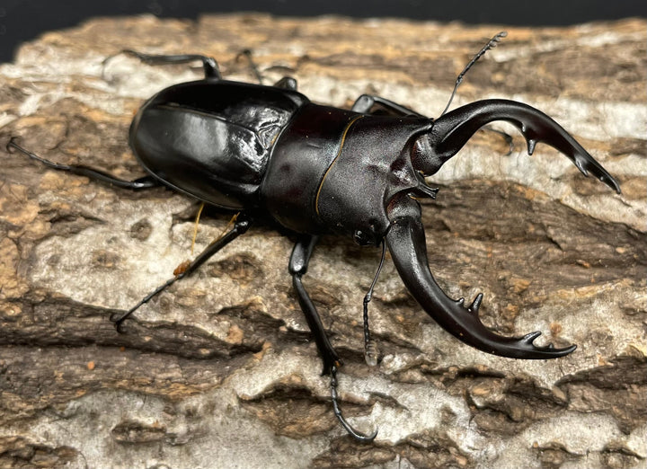 【WD】《アマミノコギリ 64mm ペア》