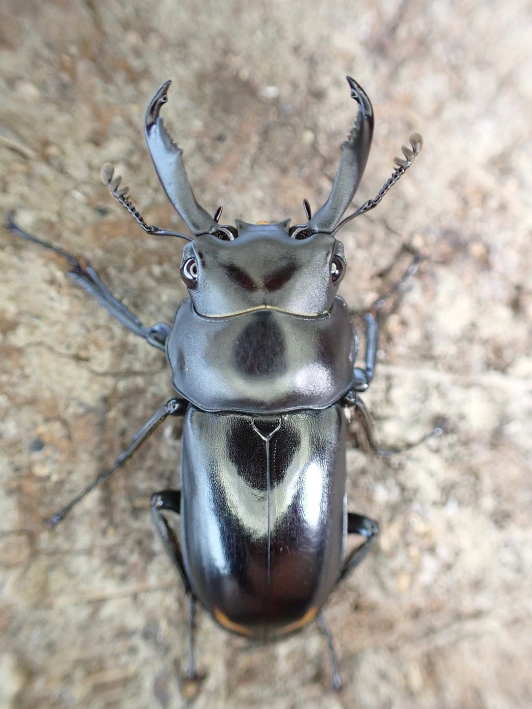 【WD】《ビシグナートゥスコクワ A’品ペア》