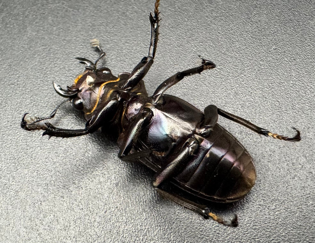 【美麗】《メタリフェルホソアカ 82mm ペア》セルヴォラン氏ブリード個体