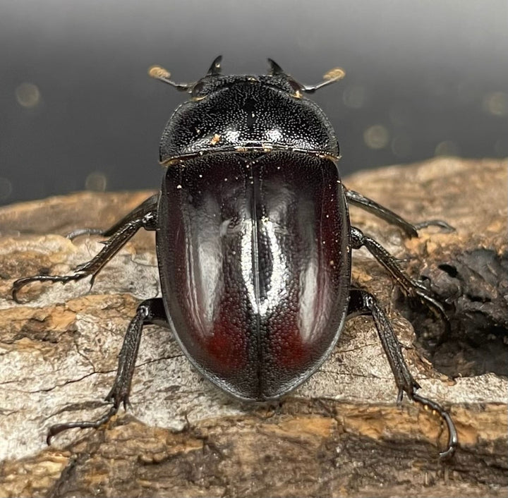 《レニノコギリ 紋あり 56mm ペア》①