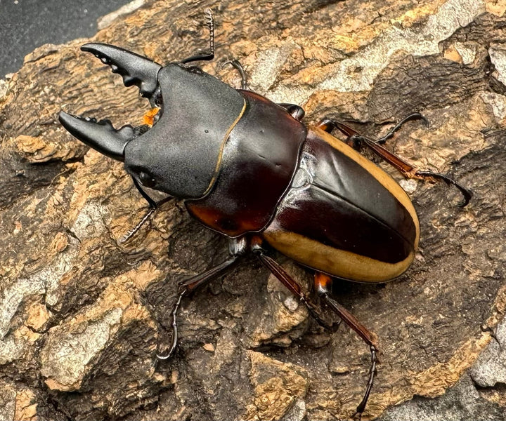 【WD】《ラテラリスノコギリ亜種アダチ 44.5mm ペア》