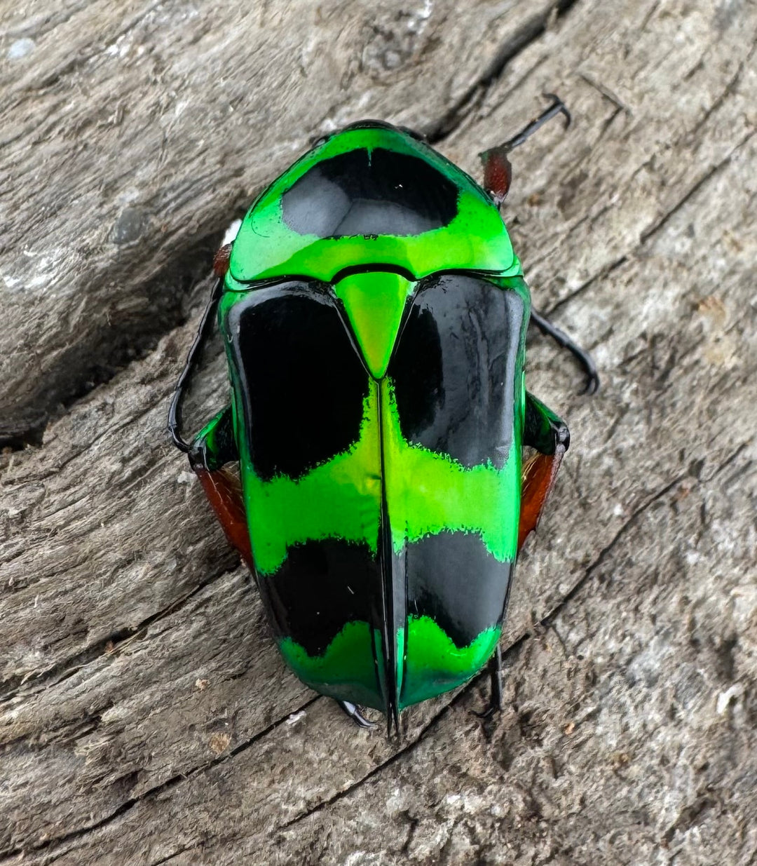 【WD】《マックレーツヤカナブン ペア》