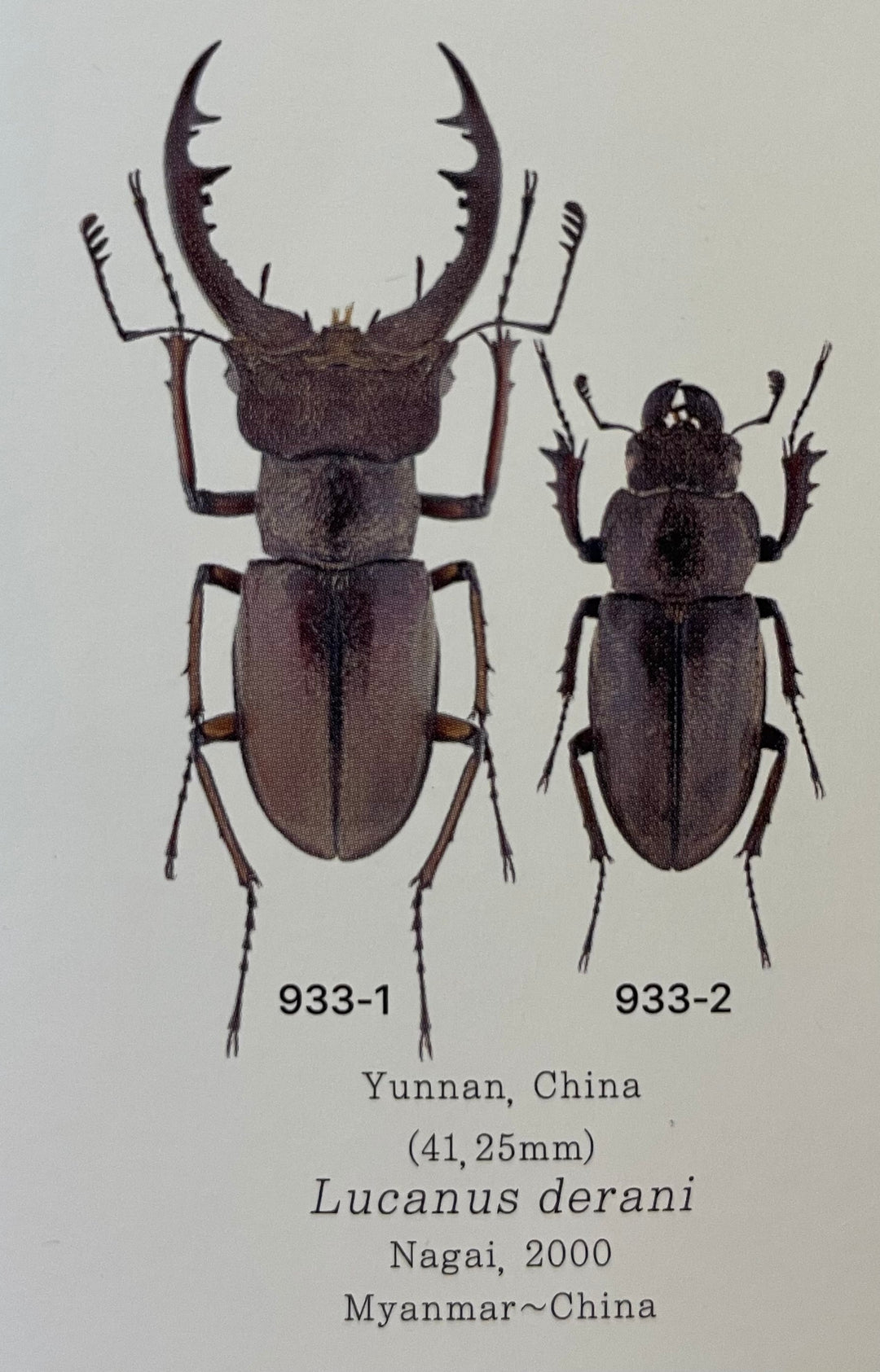 【WD】《デランミヤマクワガタ原名亜種 37mm ペア》