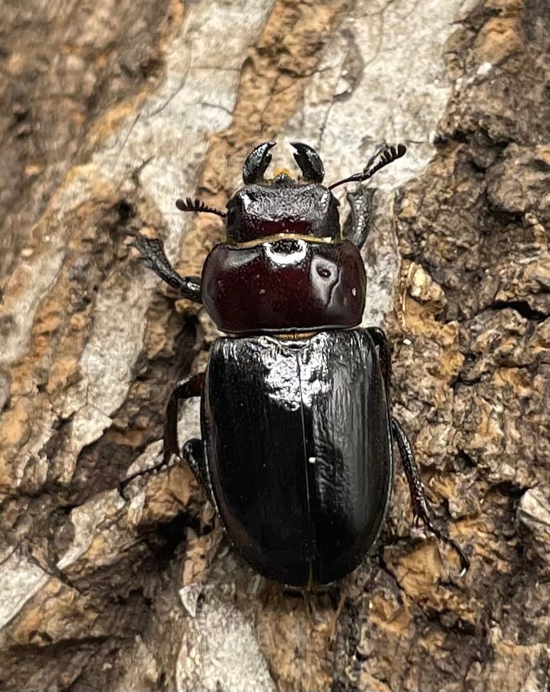 《ミクラミヤマ 神津島産 Free ペア》